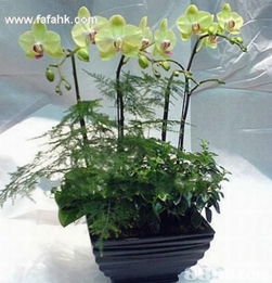 簡約之美，禮深情長 愛花兒茗禮網引領品質禮品新風尚
