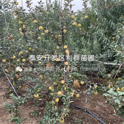 泰安金冠蘋果苗價格解析與禮品花卉市場新趨勢